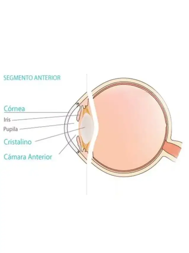 Segmento Anterior uai