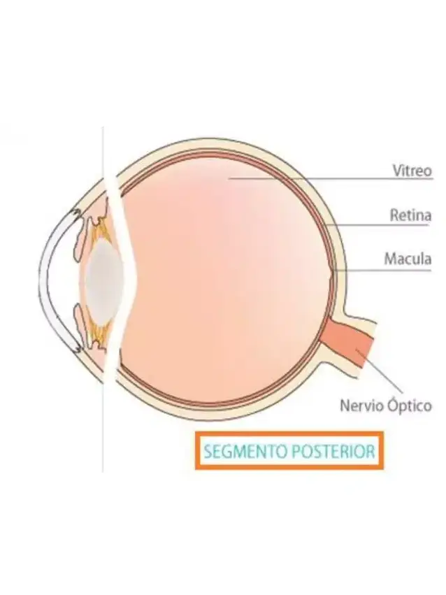 Segmento Posterior uai